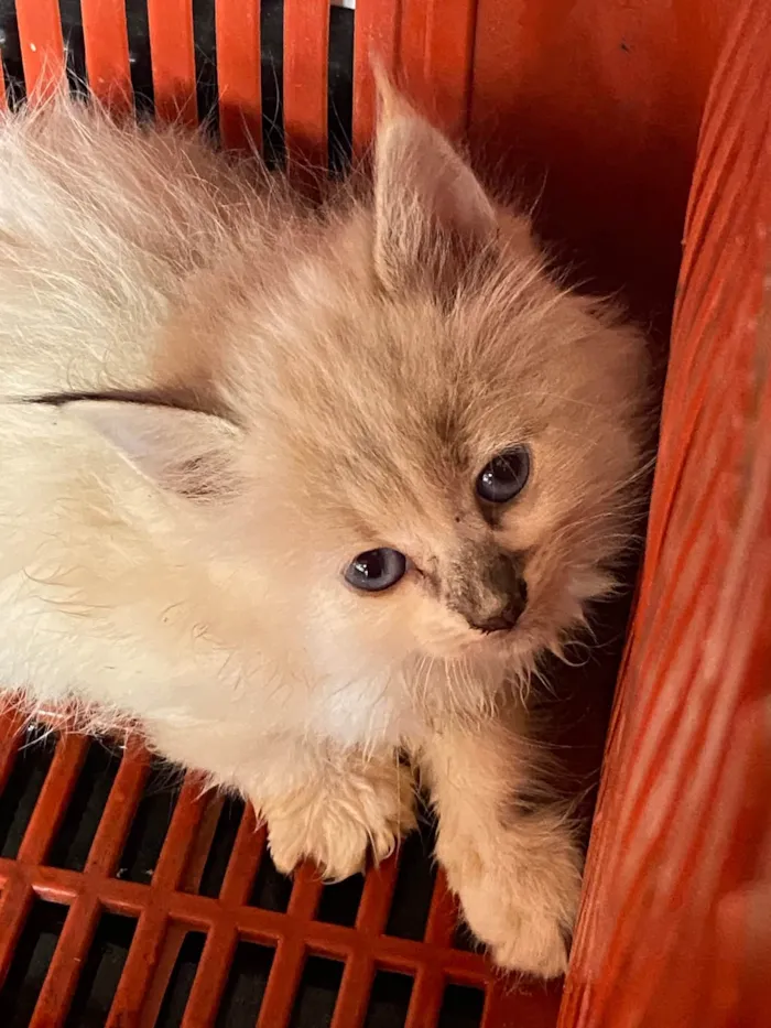 Gato ra a SRD-ViraLata idade Abaixo de 2 meses nome Sem nome
