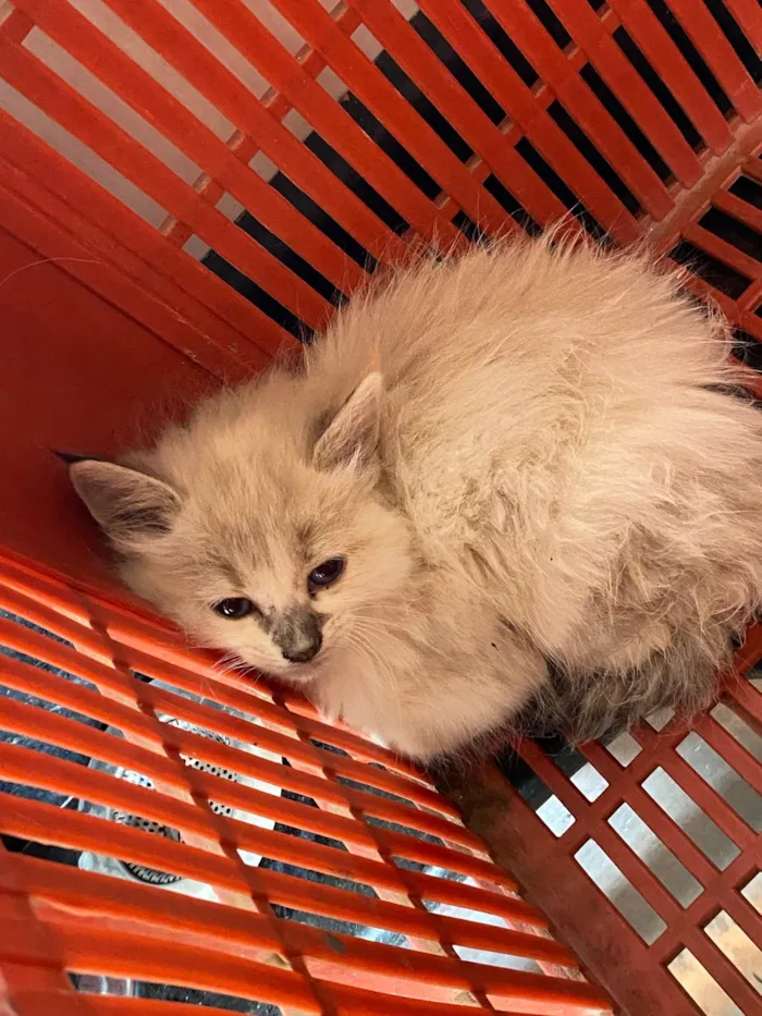Gato ra a SRD-ViraLata idade Abaixo de 2 meses nome Sem nome