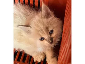 Gato raça SRD-ViraLata idade Abaixo de 2 meses nome Sem nome