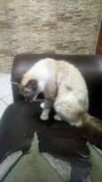 Peluda