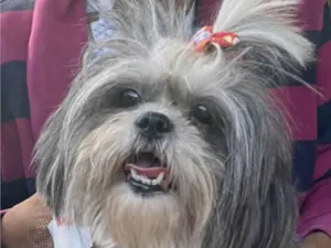 Cachorro raça Mestica  idade 1 ano nome Malu 