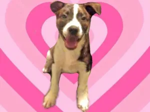 Cachorro raça SRD-ViraLata idade 2 a 6 meses nome Toddy 4meses lindo e bonzinho 