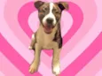 Toddy 4meses lindo e bonzinho