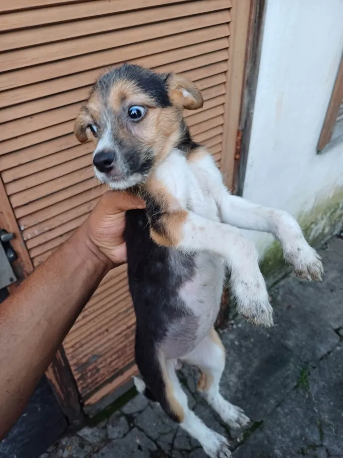 Cachorro ra a SRD-ViraLata idade 2 a 6 meses nome Nao tem 