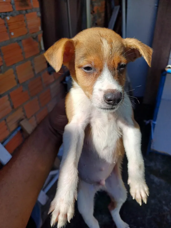 Cachorro ra a SRD-ViraLata idade 2 a 6 meses nome Nao tem 