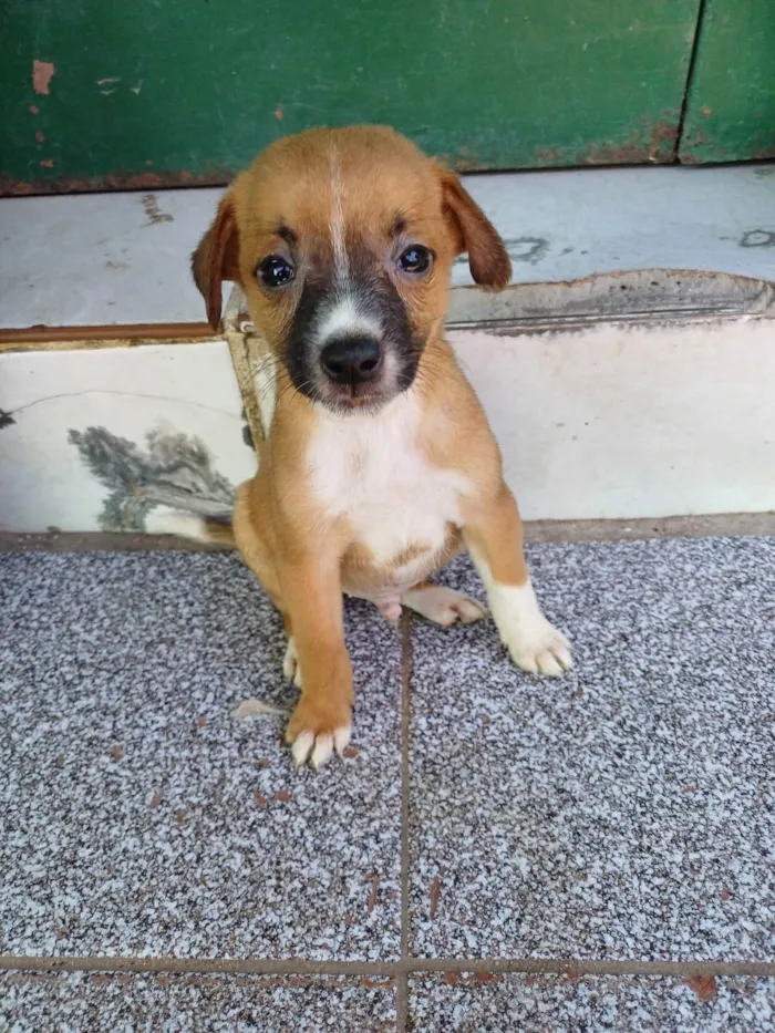 Cachorro ra a SRD-ViraLata idade 2 a 6 meses nome Nao tem 