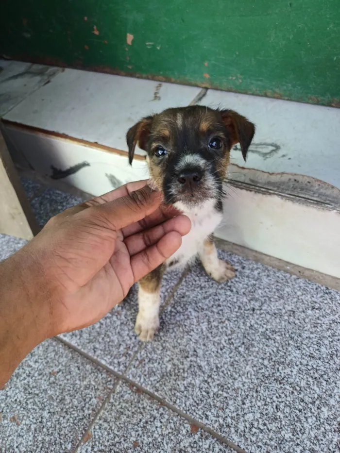 Cachorro ra a SRD-ViraLata idade 2 a 6 meses nome Nao tem 