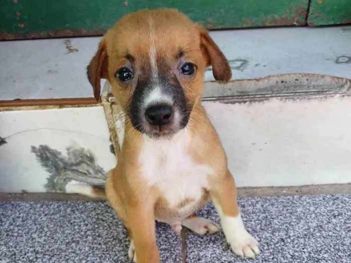 Cachorro ra a SRD-ViraLata idade 2 a 6 meses nome Nao tem 