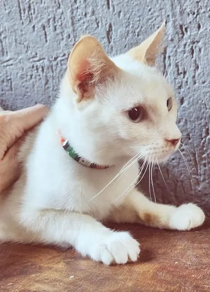 Gato ra a SRD-ViraLata idade 2 a 6 meses nome MARIA CLARA