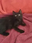 Pretinha
