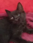 Pretinha