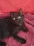 Pretinha