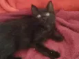 Pretinha