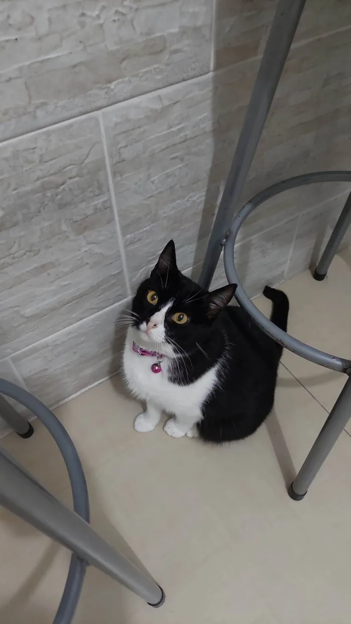 Gato ra a American Shorthair idade 1 ano nome Summer