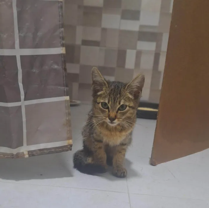 Gato ra a SRD-ViraLata idade Abaixo de 2 meses nome Gigi