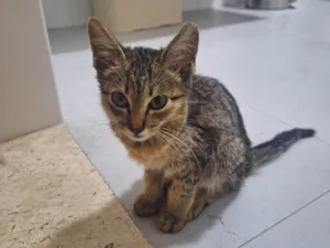 Gato raça SRD-ViraLata idade Abaixo de 2 meses nome Gigi