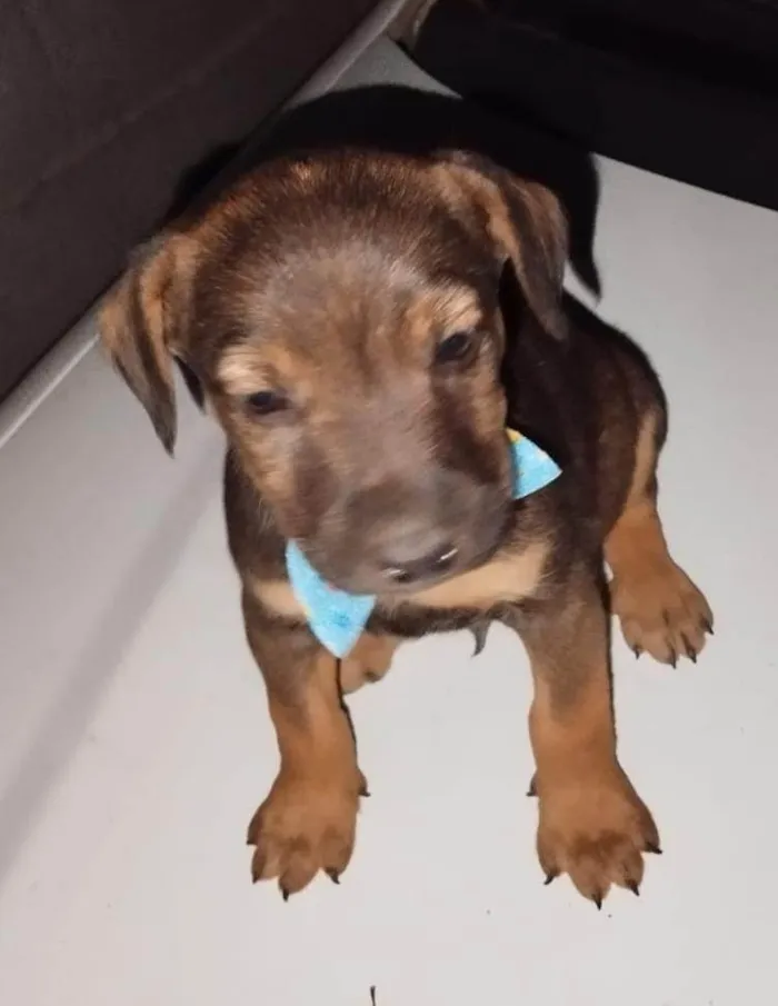 Cachorro ra a SRD-ViraLata idade 2 a 6 meses nome Doguinhos charmosos