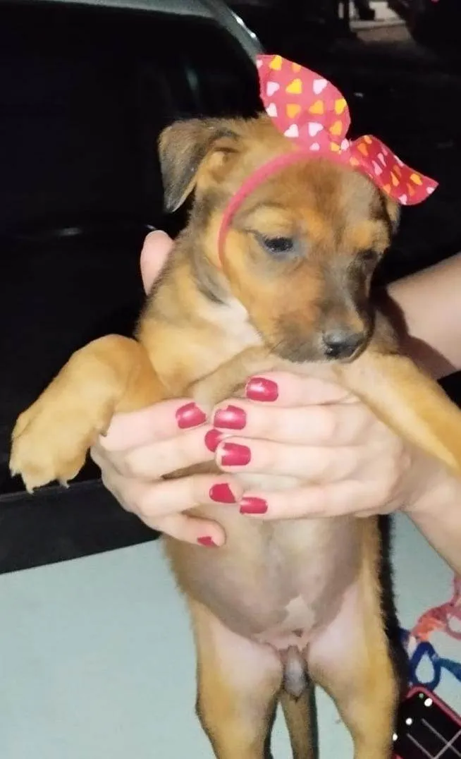 Cachorro ra a SRD-ViraLata idade 2 a 6 meses nome Doguinhos charmosos