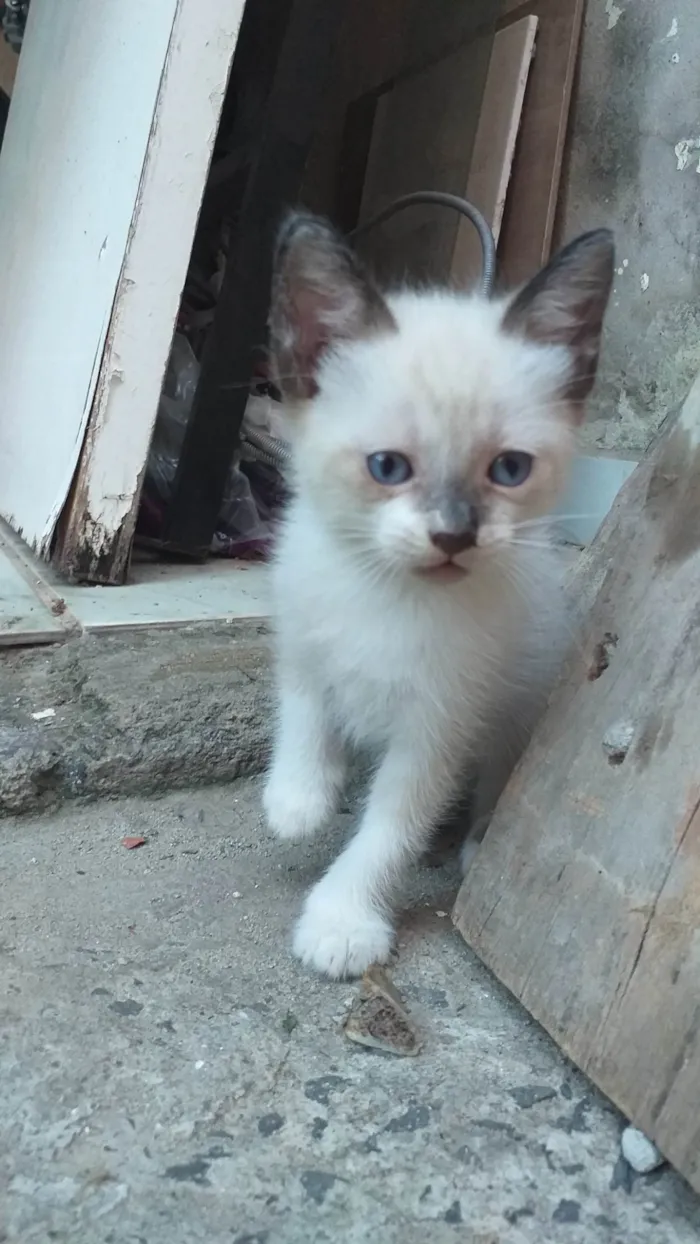 Gato ra a SRE idade 2 a 6 meses nome (Nao dei nome a eles para nao me apegar)