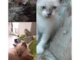 (Nao dei nome a eles para nao me apegar)