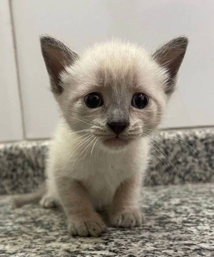 Gato ra a SRD-ViraLata idade Abaixo de 2 meses nome Família linda