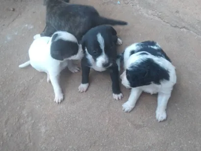 Cachorro raça Pit  idade Abaixo de 2 meses nome Filhote 