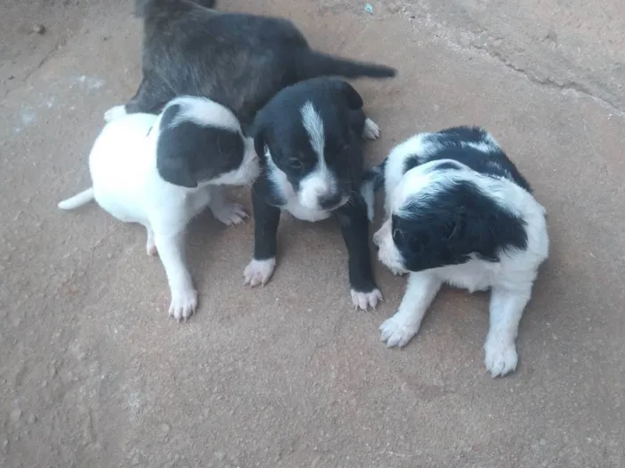 Cachorro ra a Pit  idade Abaixo de 2 meses nome Filhote 