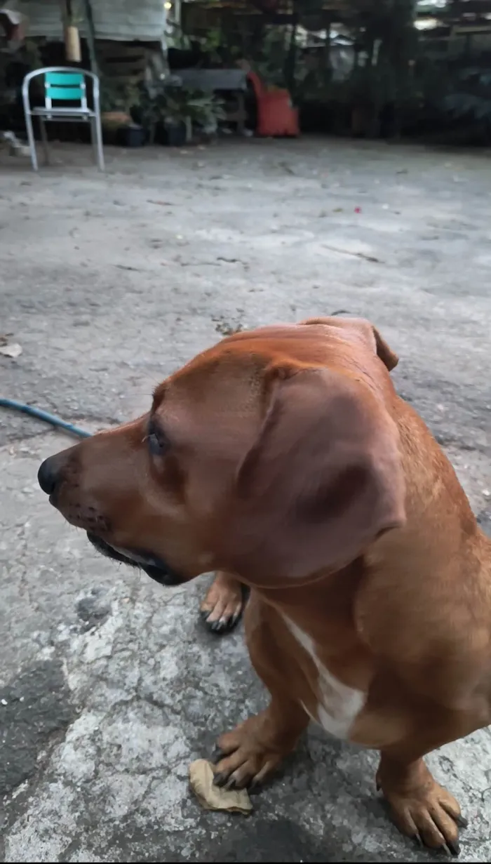 Cachorro ra a Dachshund  idade 1 ano nome Scooby 