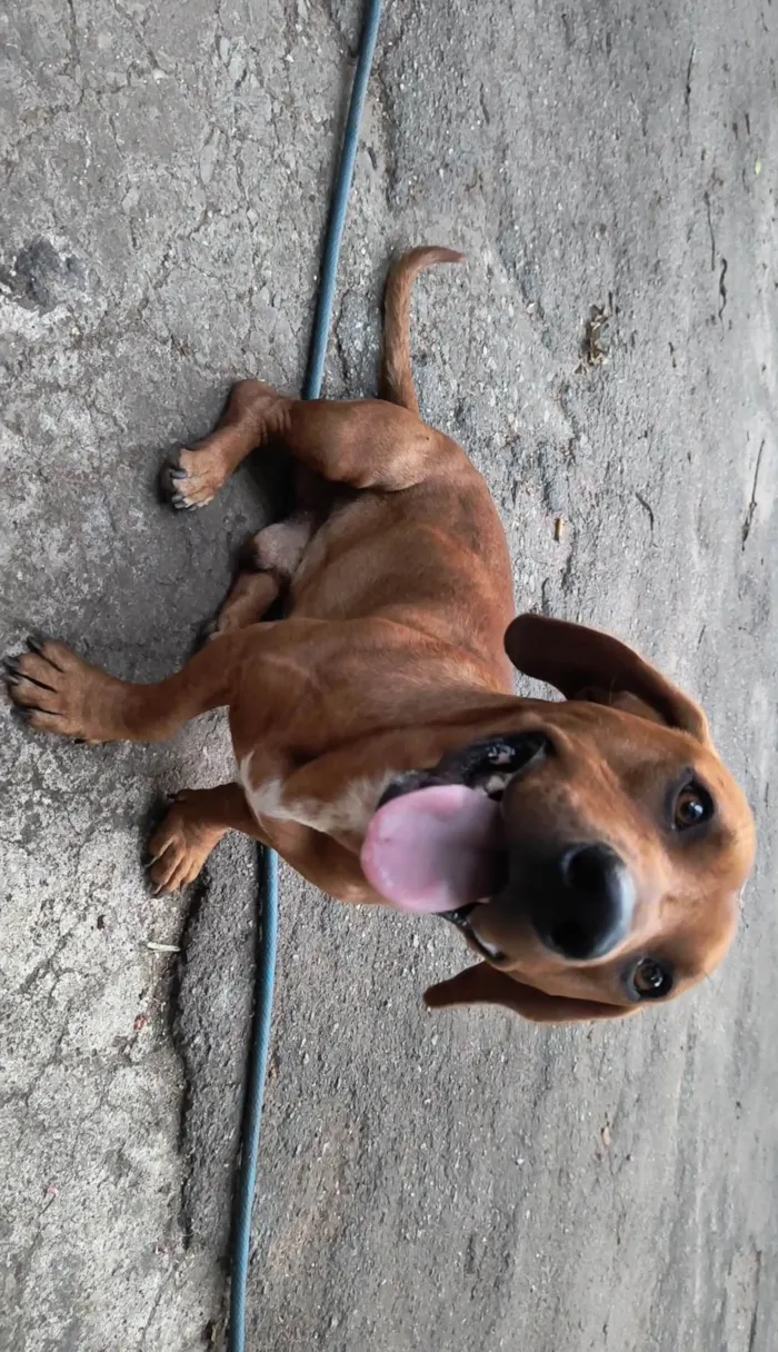 Cachorro ra a Dachshund  idade 1 ano nome Scooby 