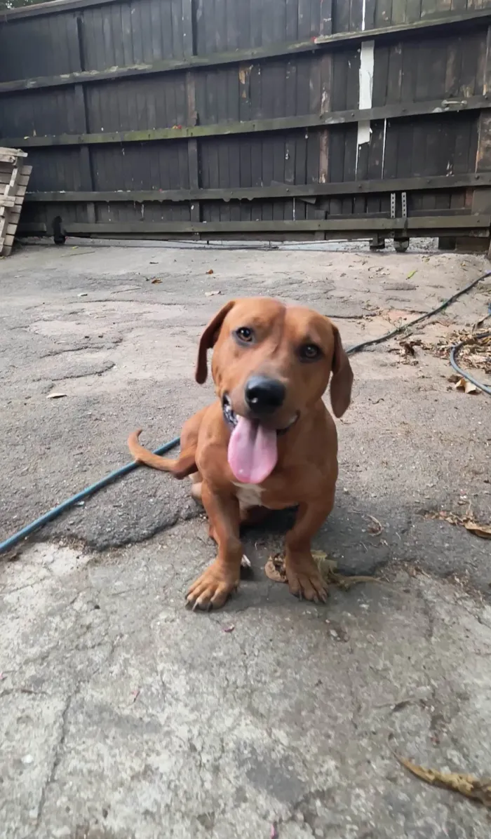 Cachorro ra a Dachshund  idade 1 ano nome Scooby 