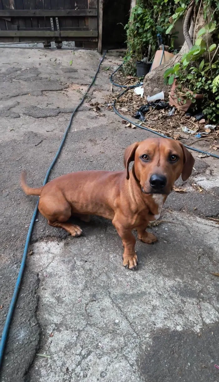 Cachorro ra a Dachshund  idade 1 ano nome Scooby 