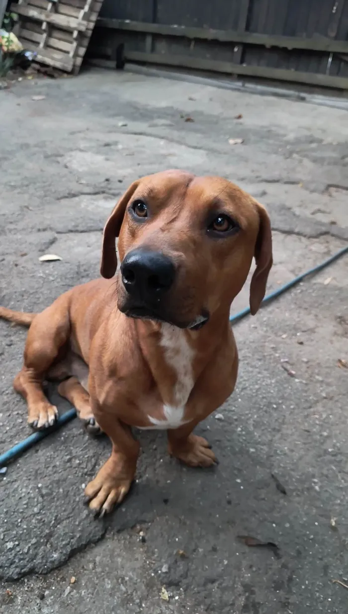 Cachorro ra a Dachshund  idade 1 ano nome Scooby 