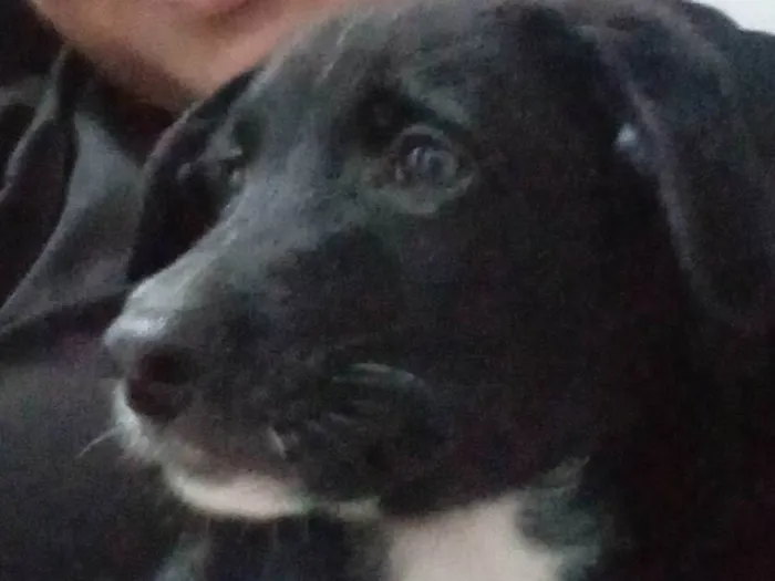 Cachorro ra a SRD-ViraLata idade Abaixo de 2 meses nome Revoada