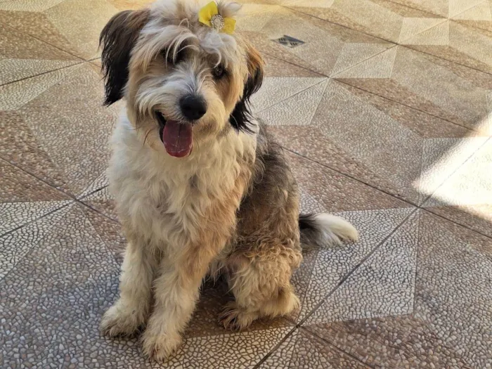 Cachorro ra a Lhasa Apso+ poodle idade 1 ano nome Meg