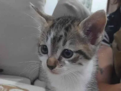 Gato raça SRD-ViraLata idade 2 a 6 meses nome Britney