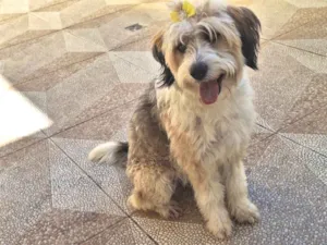 Cachorro raça Lhasa Apso+ poodle idade 1 ano nome Meg
