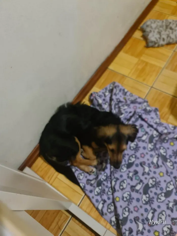 Cachorro ra a Yorkshire idade 2 a 6 meses nome Lua