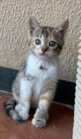 Safira