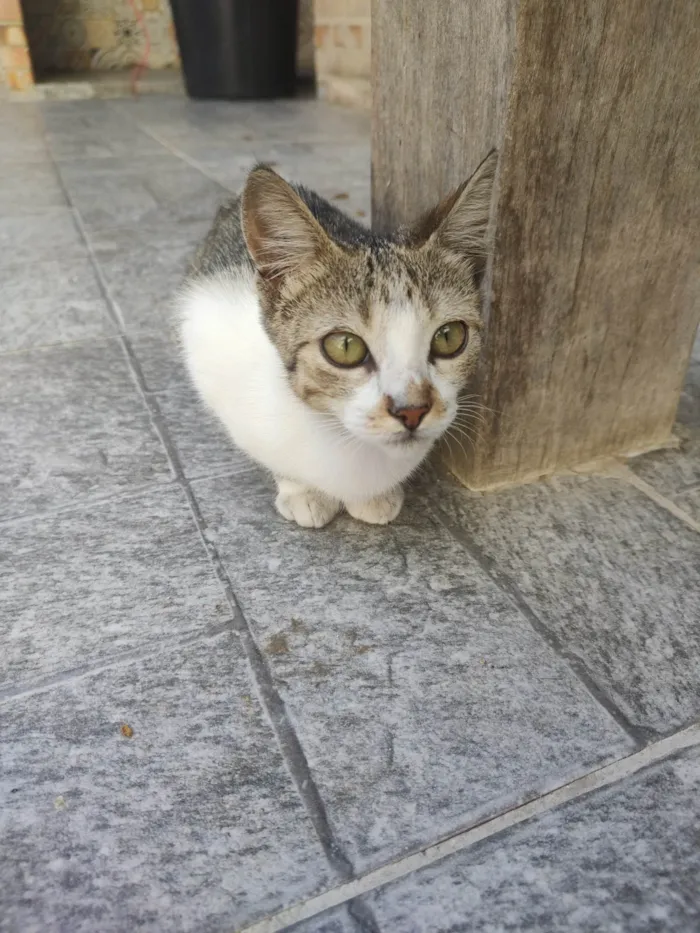 Gato ra a SRD-ViraLata idade 2 a 6 meses nome Mingau