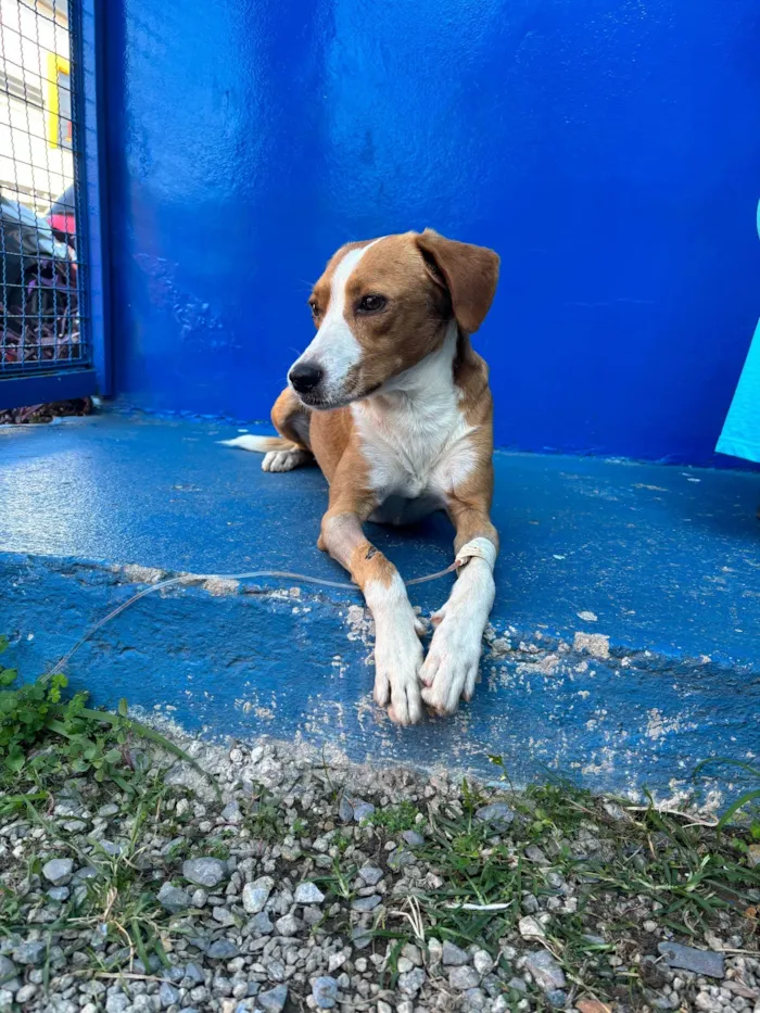 Cachorro ra a SRD-ViraLata idade 2 a 6 meses nome Toby