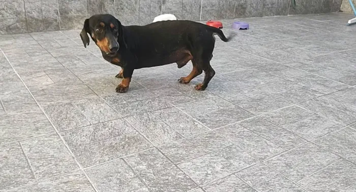 Cachorro ra a SRD-ViraLata idade  nome Rogério