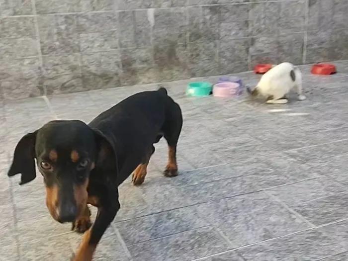 Cachorro ra a SRD-ViraLata idade  nome Rogério