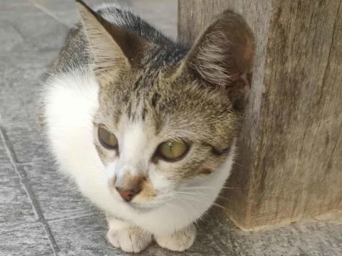 Gato ra a SRD-ViraLata idade 2 a 6 meses nome Mingau