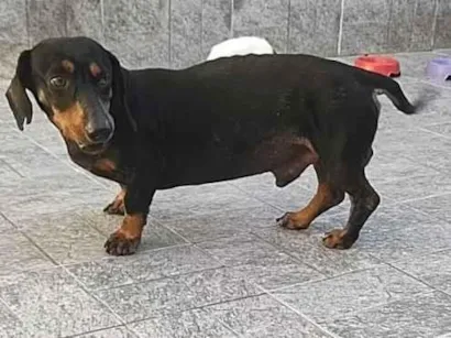 Cachorro raça SRD-ViraLata idade  nome Rogério