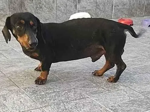 Cachorro ra a SRD-ViraLata idade  nome Rogério