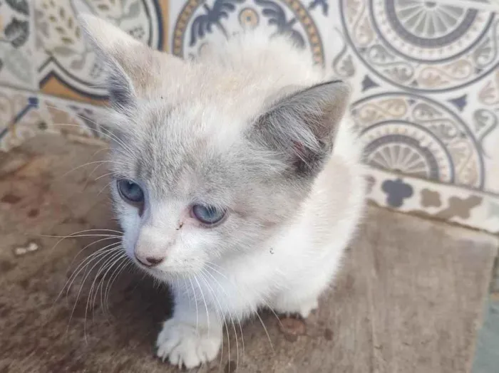 Gato ra a SRD-ViraLata idade 2 a 6 meses nome Faísca