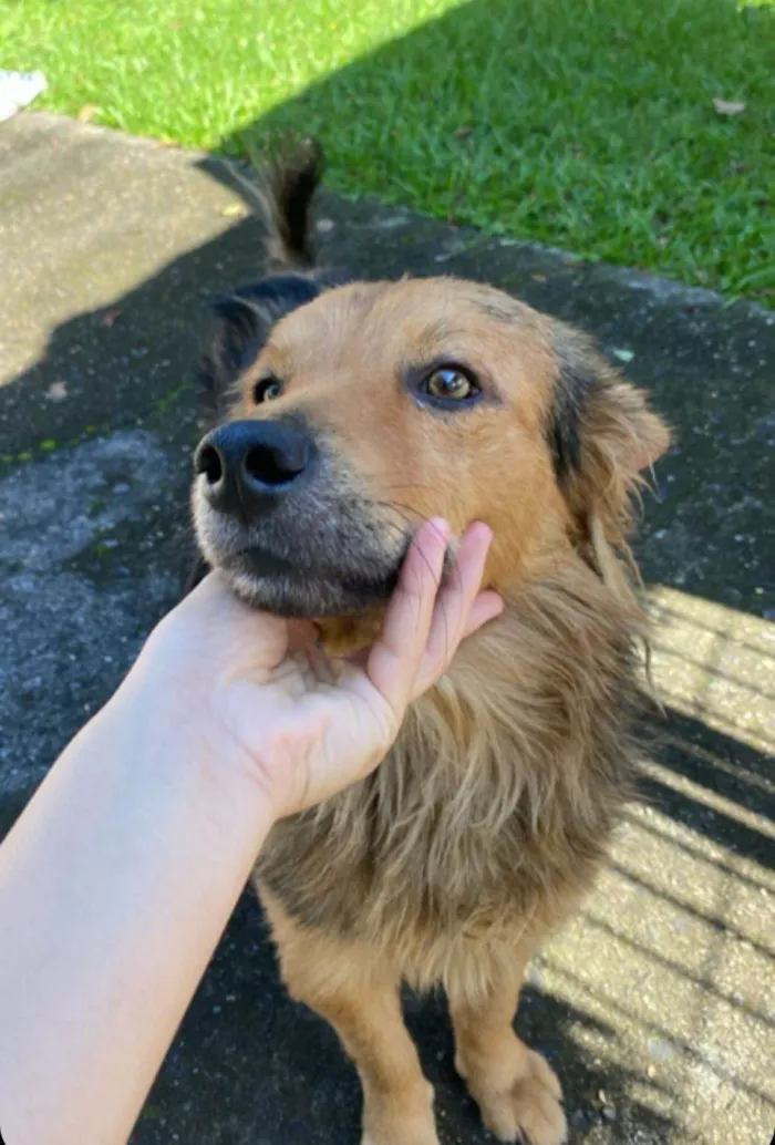 Cachorro ra a SRD-ViraLata idade  nome Manteiguinha