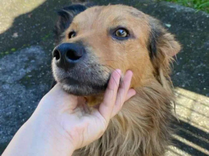 Cachorro ra a SRD-ViraLata idade  nome Manteiguinha