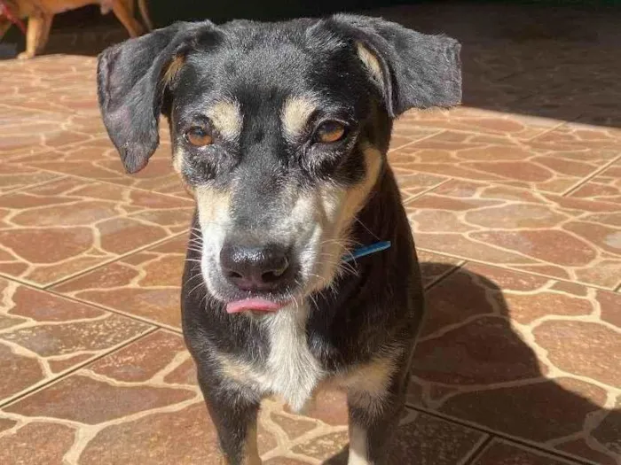 Cachorro ra a SRD-ViraLata idade  nome Senior