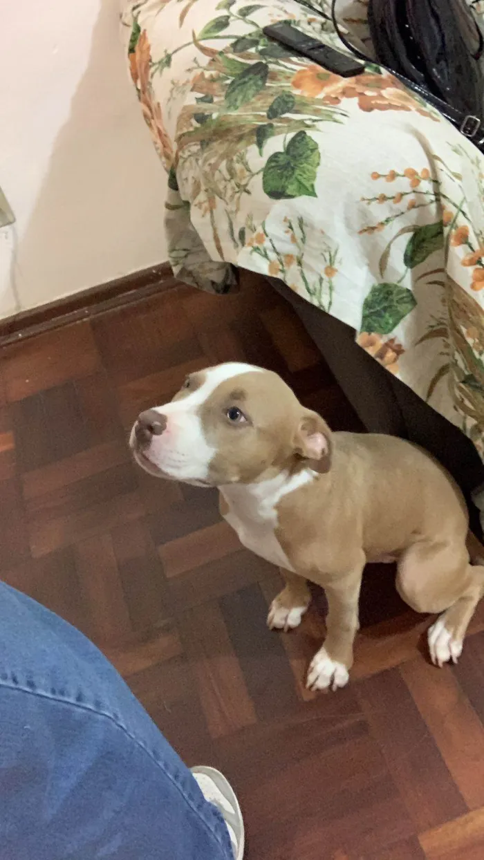 Cachorro ra a Pit-Bull idade 7 a 11 meses nome Apolo